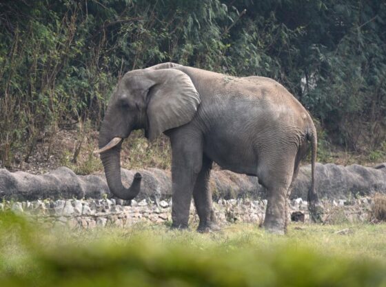 Shankar, an African elephant, at Delhi Zoo.