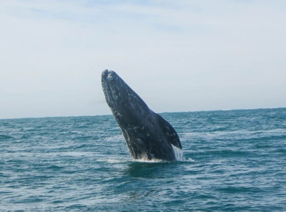 Un equipo científico internacional apunta que la longevidad delas ballenas podría deberse a una mayor capacidad para reparar mutaciones en el ADN.