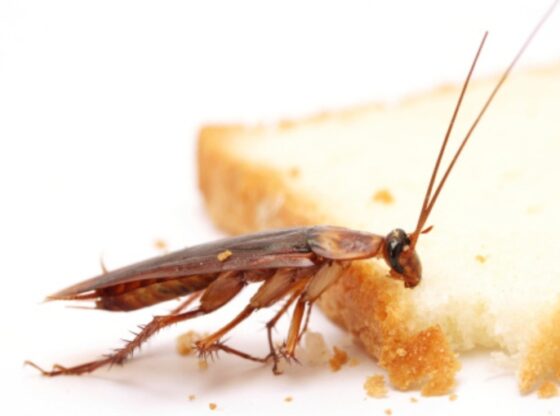Cockroach eating bread slice