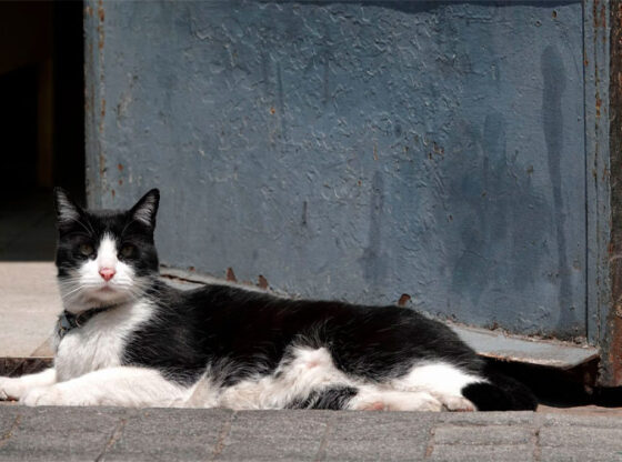 Study reveals the impact that domestic cats can have on wildlife