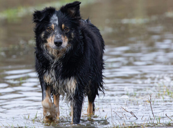 animales en desastres naturales