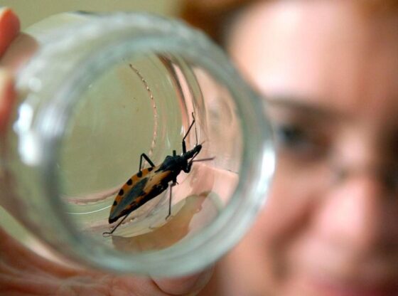 Specimen of the beaked bug, an animal that transmits Chagas disease.