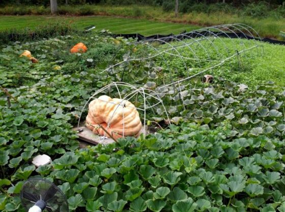 3 of 5 | Tony Scott’s pumpkin sits in his Wappingers Falls, N.Y., backyard on Sept. 17, 2025. (AP Photo/Shelby Lum)