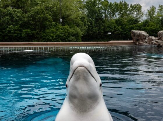 Beluga whale surfaces from a tank.