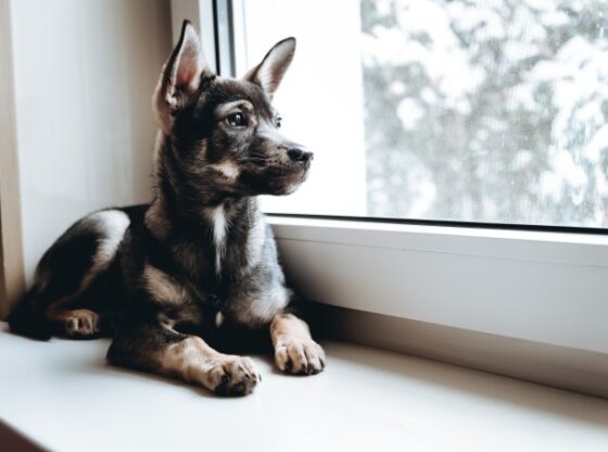 Separation anxiety in dogs can be avoided by following specialist advice.