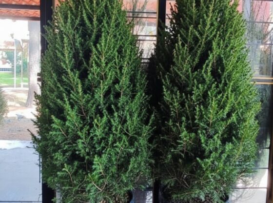 The Autonomous University of Chapingo (UACh) reported yesterday that it will carry out a large sale of sustainably managed Christmas trees.