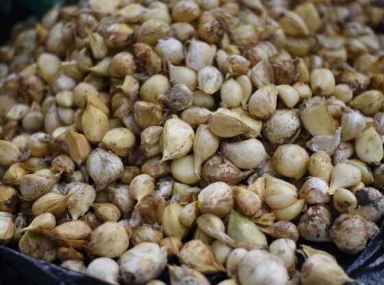 Since ancient times, humanity has turned to natural elements to maintain and regain health.