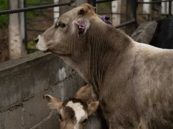 Guerrero authorities detected the first positive case of screwworm in cattle.