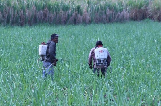 Sugar cane field in Tlaquiltenango, Morelos