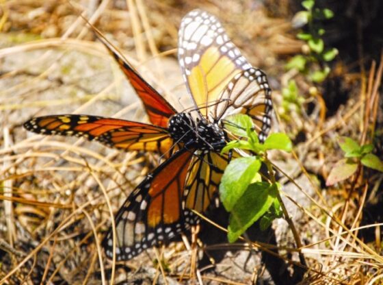 Yesterday, Semarnat inaugurated the 2025-2026 monarch butterfly hibernation season, in the Sierra Chincua Sanctuary, Angangueo, Michoacán.