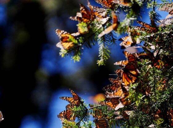 Los primeros ejemplares de la mariposa monarca con microtransmisores satelitales MW026 arribaron a la Reserva de la Biosfera Mariposa Monarca en Michoacán.