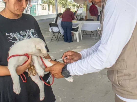 110,875 doses of rabies vaccine are applied in the state of Campeche.