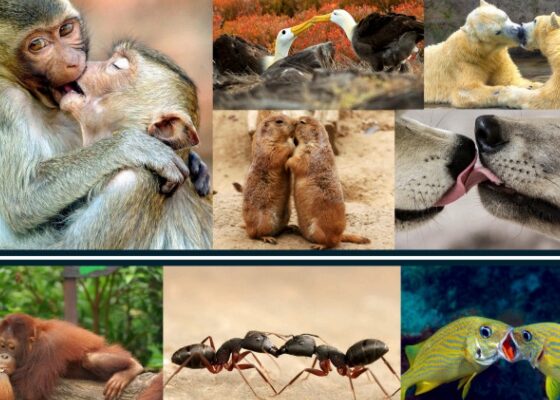 Apes, and probably also Neanderthals, were already kissing about 21 million years ago, scientists at the University of Oxford suggested.