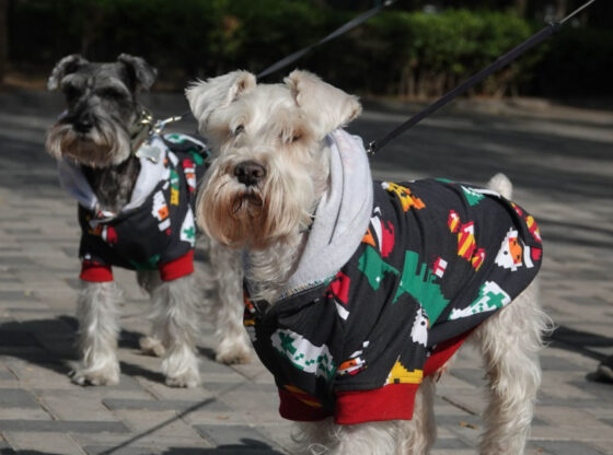 Protección Civil alerta sobre cómo cuidar a las mascotas ante bajas temperaturas.