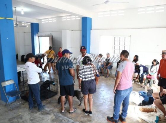 Authorities continue to promote adoption and animal health in the municipality of Progreso.