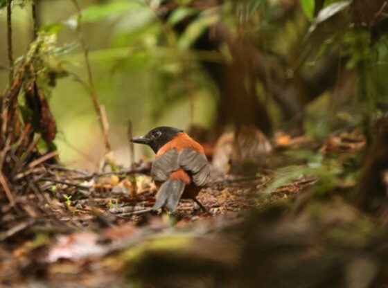 The hooded pitohui (Pitohui dichrous) is a species of bird in the genus Pitohui found in New Guinea. This photo was taken in Arfak mountain, west Papua, Indonesia.