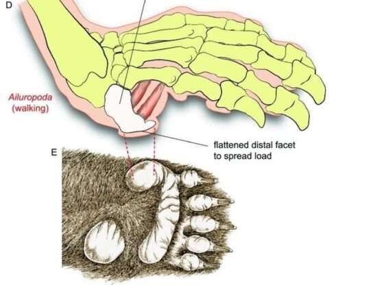 The panda's sixth toe helps it pick up bamboo canes