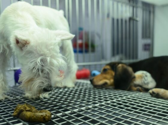 Congreso de la Ciudad de México prohíbe exhibición de mascotas en jaulas.