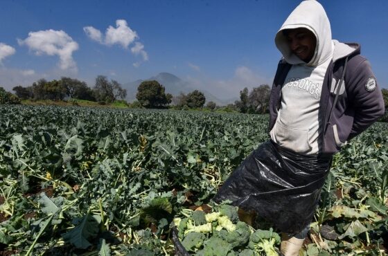 Neither boiled nor raw: the best way to cook broccoli.