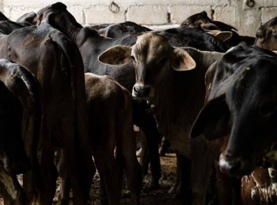 La Secretaría de Agricultura de México activó el Dispositivo Nacional de Emergencia, con lo que elevó a todo el país la alerta por el gusano barrenador.