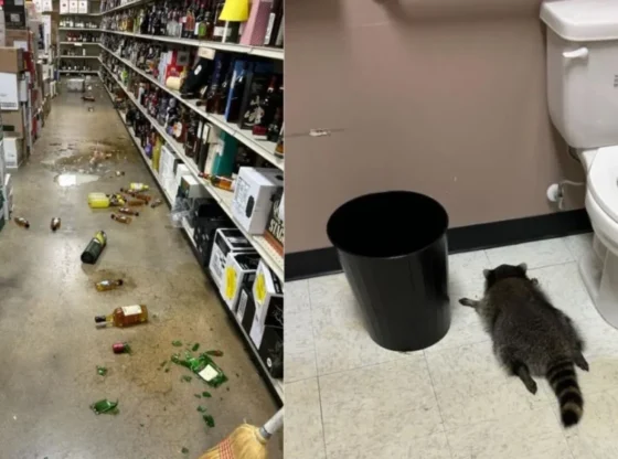 'Party' raccoon devastates a liquor store and falls asleep in the bathroom